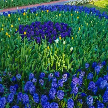 Anik 게스트하우스